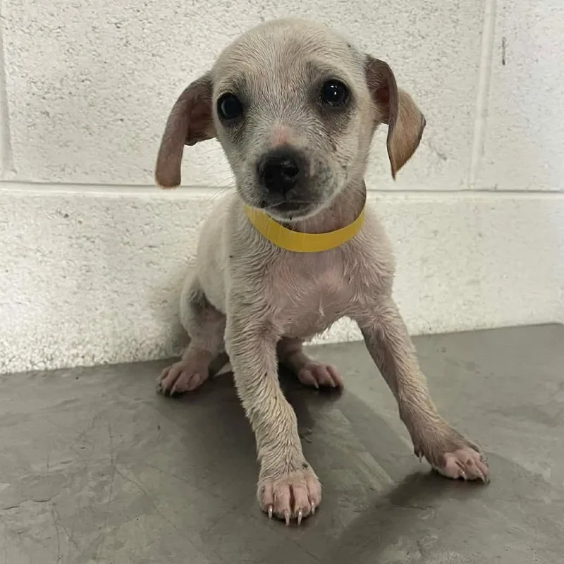 Brinley C thumbnail 5