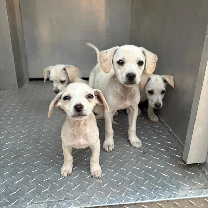 Brinley C thumbnail 6