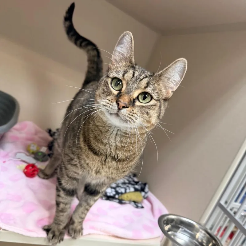 An adult medium-sized male Brown / Chocolate Domestic Short Hair cat named Anakin for adoption in Great Falls, MT