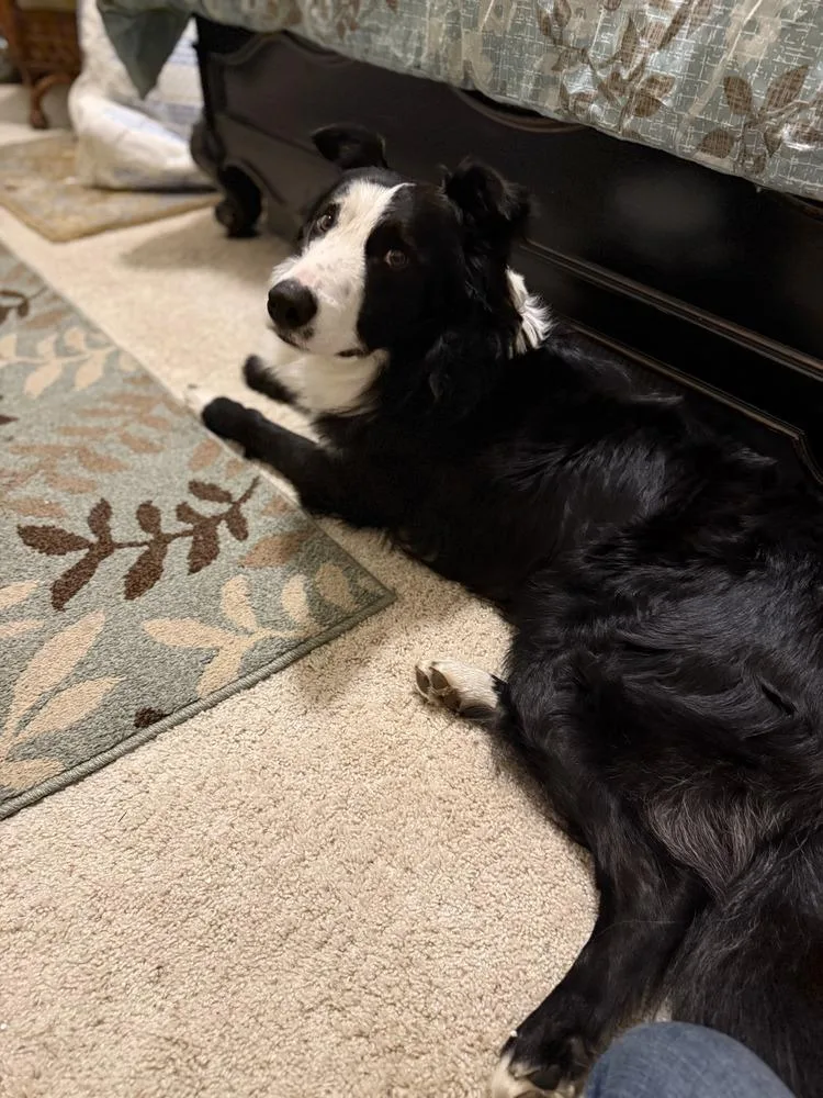 Monty Ca thumbnail 2