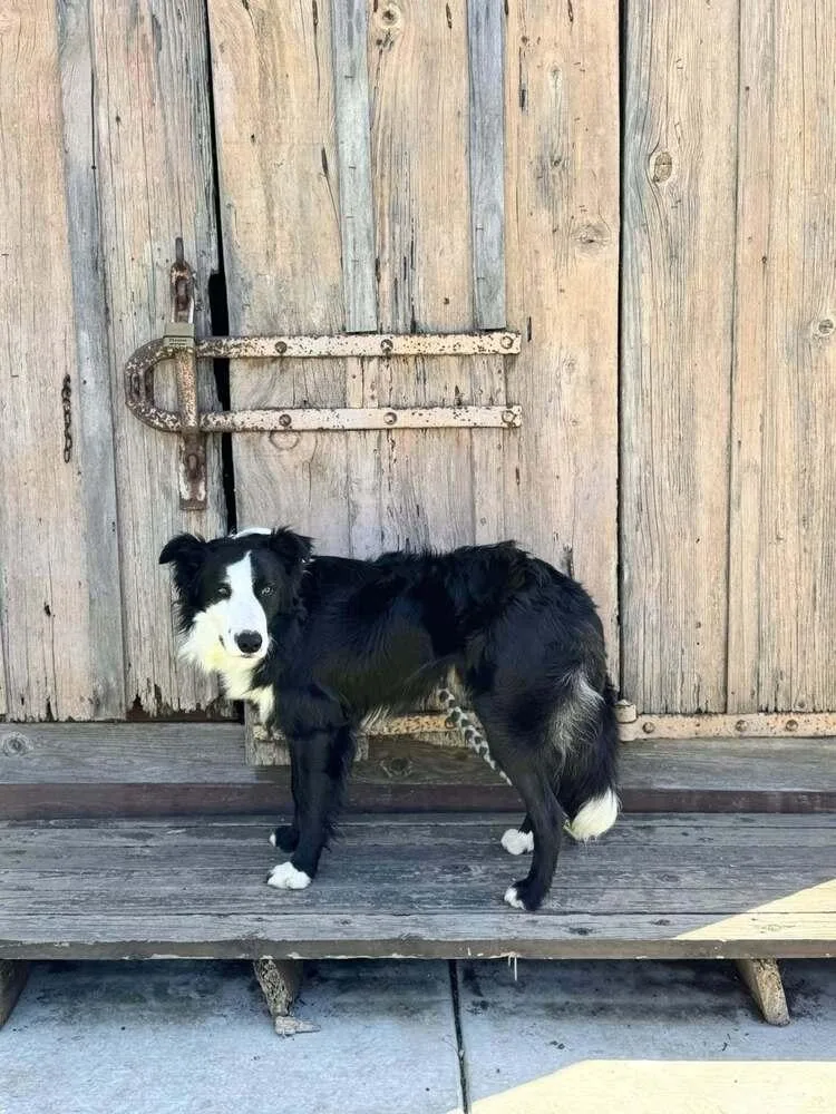 Monty Ca thumbnail 4