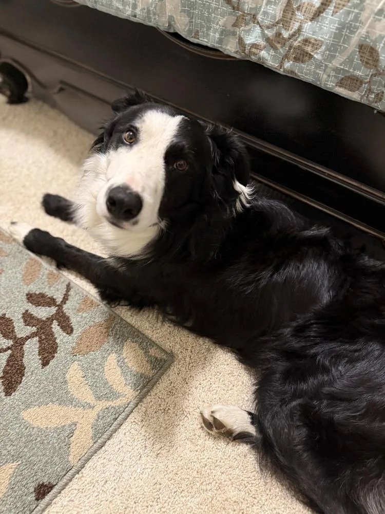 Monty Ca thumbnail 5