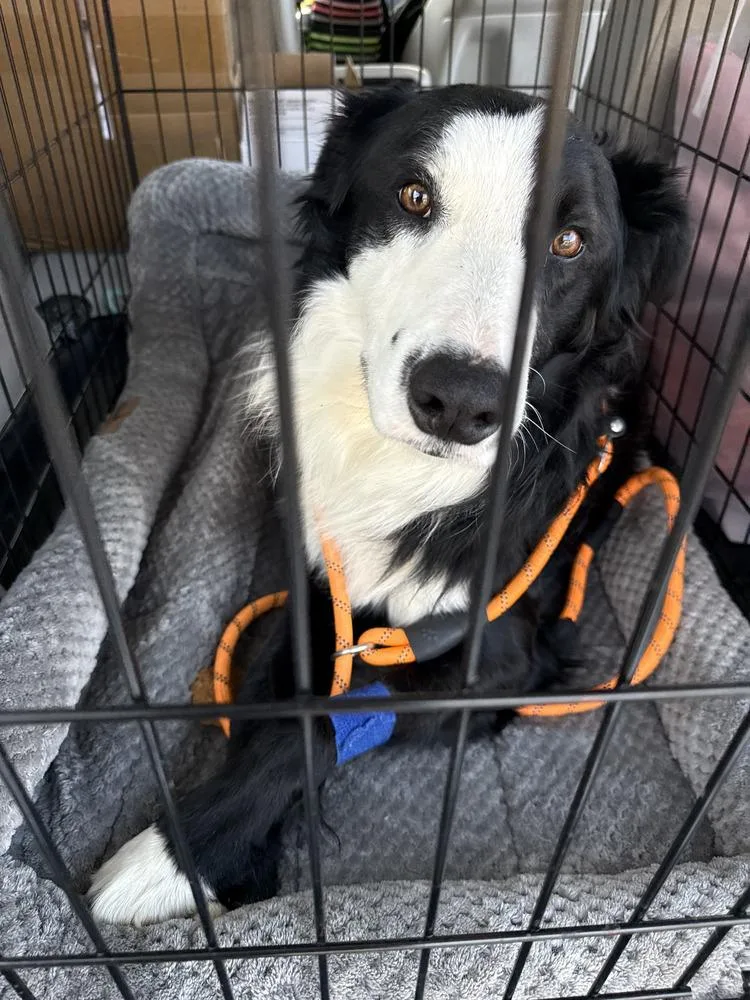 Monty Ca thumbnail 6