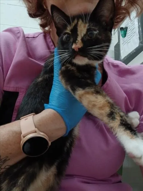 A baby small-sized female Domestic Short Hair cat named Queen Of Hearts for adoption in Derwood, MD
