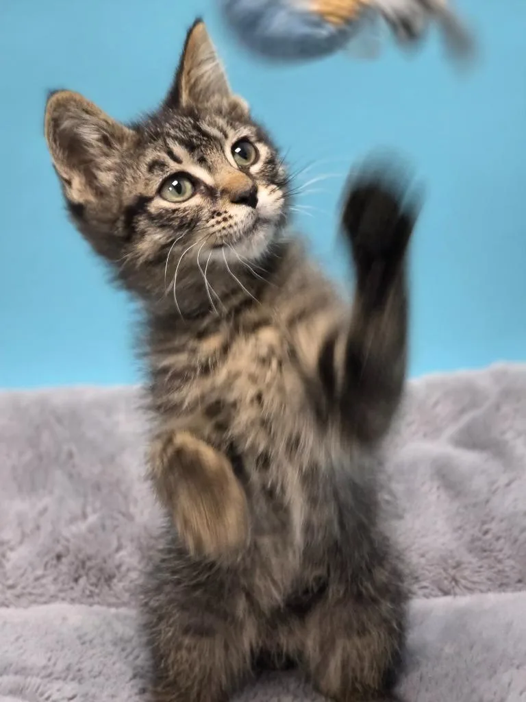 A baby medium-sized male Domestic Medium Hair cat named Pippin for adoption in Huntington, IN