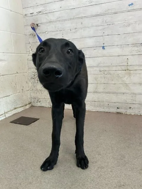 A young large-sized male German Shepherd Dog dog named Chief for adoption in San Bernardino, CA