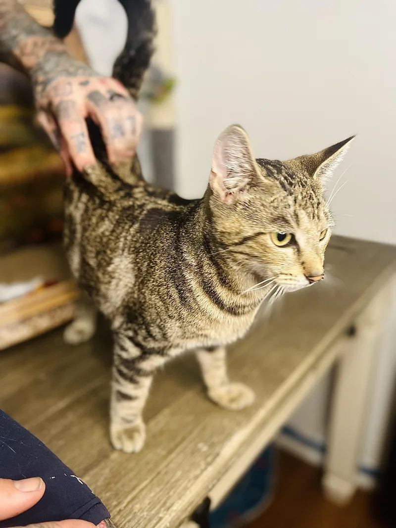 A young medium-sized female Tabby (Gray / Blue / Silver) American Shorthair cat named Polly for adoption in Fort Pierce, FL