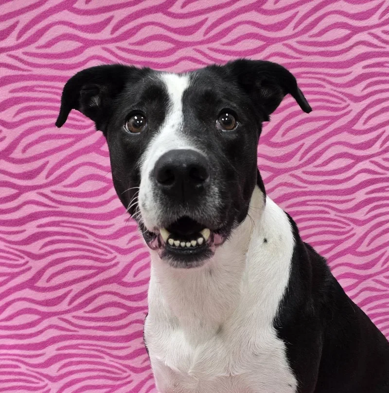 An adult large-sized female Mixed Breed dog named Katrina for adoption in Frankfort, IN