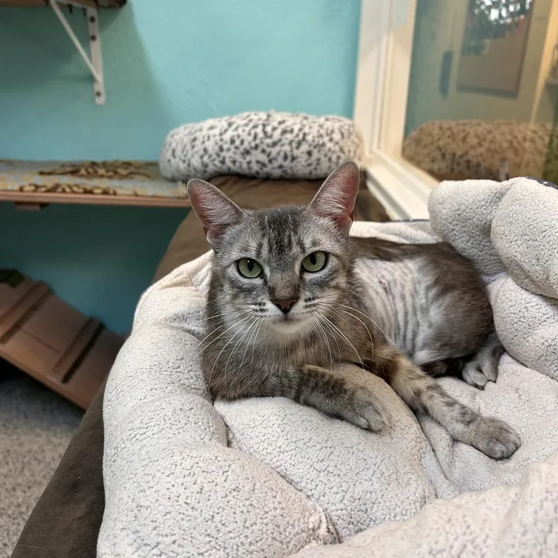 A young medium-sized female Gray / Blue / Silver Domestic Short Hair cat named Jalapeno for adoption in Fresno, CA