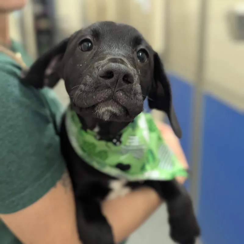 A baby small-sized male Black Mixed Breed dog named Mr. Wag for adoption in Hendersonville, NC