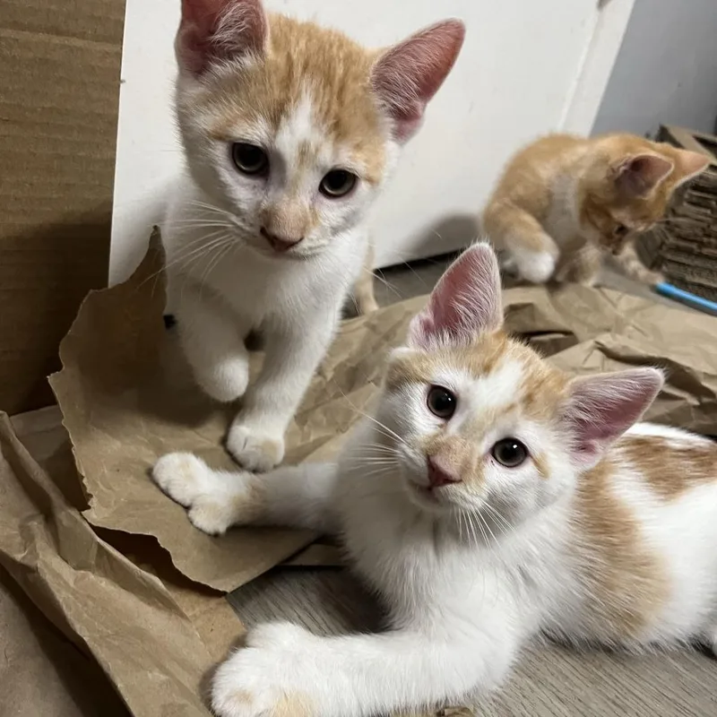 A baby small-sized male White Domestic Short Hair cat named Peaches for adoption in Los Angeles, CA