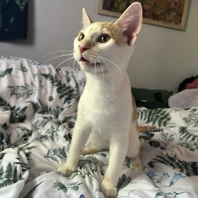 Peaches thumbnail 2