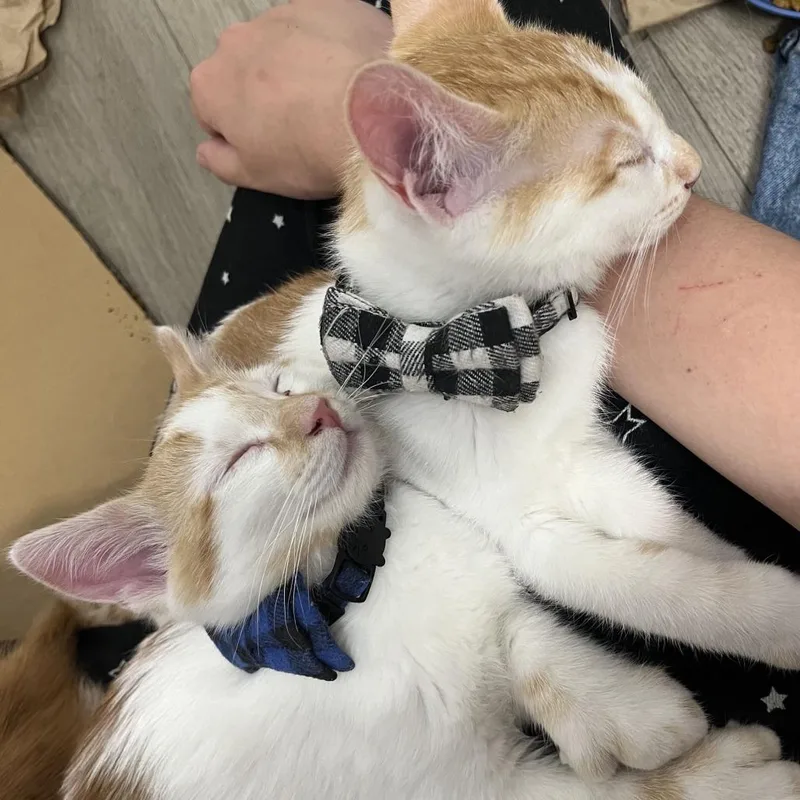 Peaches thumbnail 3