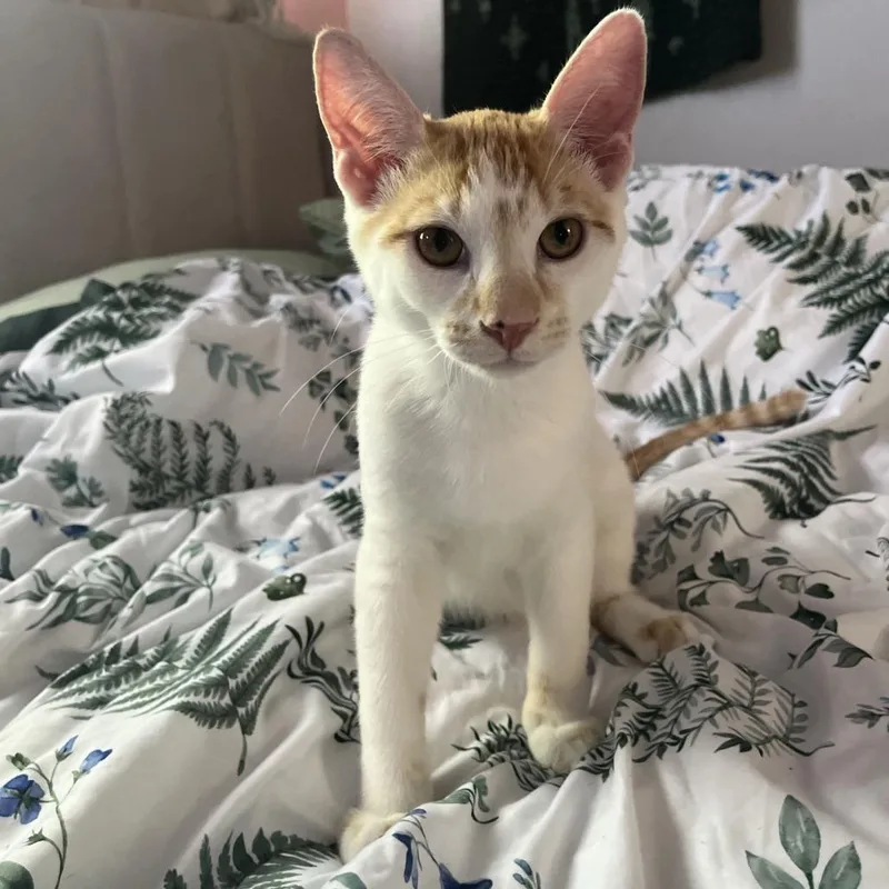 Peaches thumbnail 4