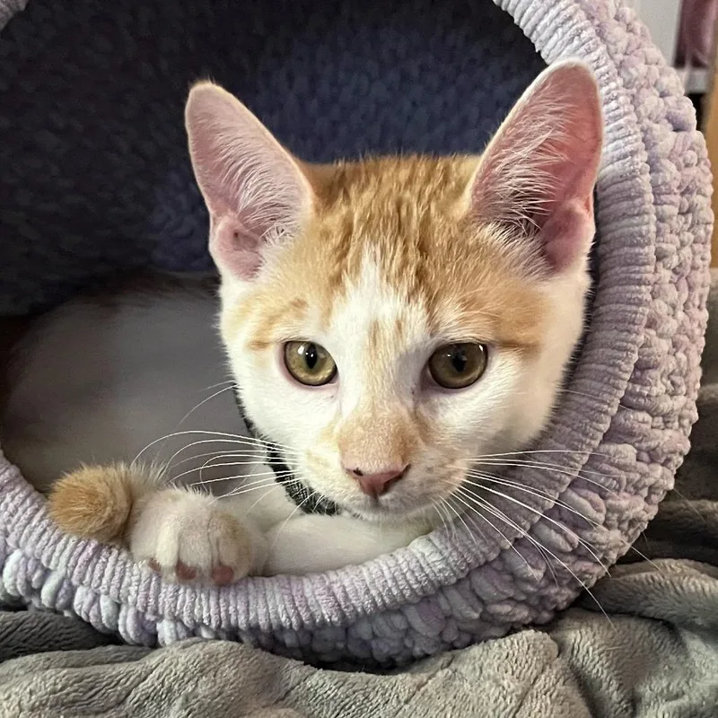 Peaches thumbnail 5