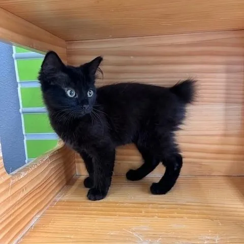 Bunny Bobtail thumbnail 2