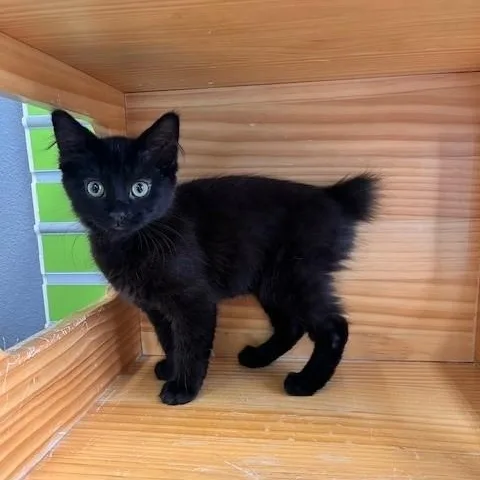 Bunny Bobtail thumbnail 3