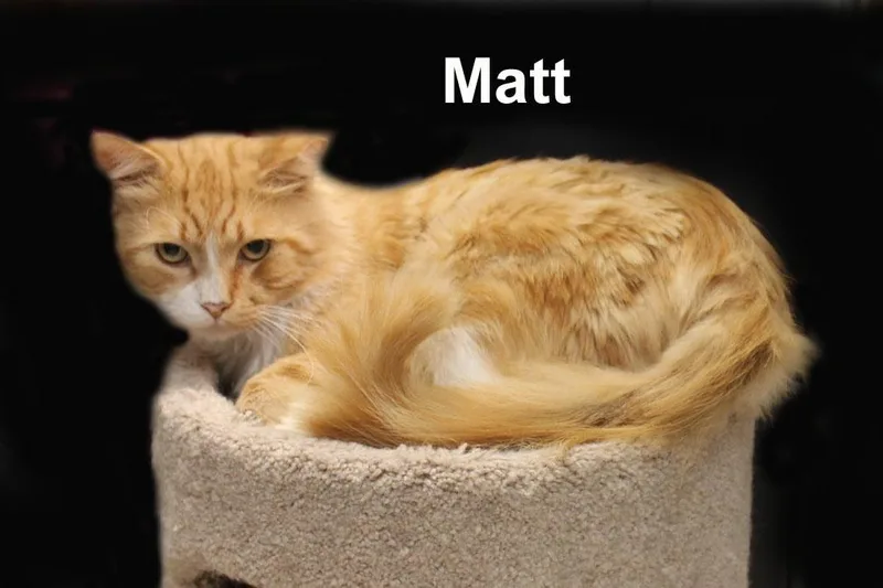 An adult medium-sized male Orange & White Domestic Long Hair cat named Matt Ricc. for adoption in Stowe, PA
