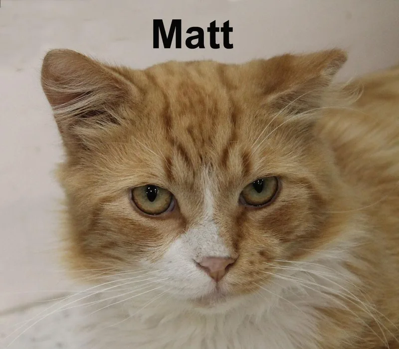 Matt Ricc. thumbnail 2