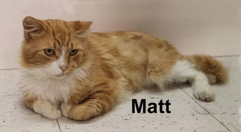 Matt Ricc. thumbnail 3