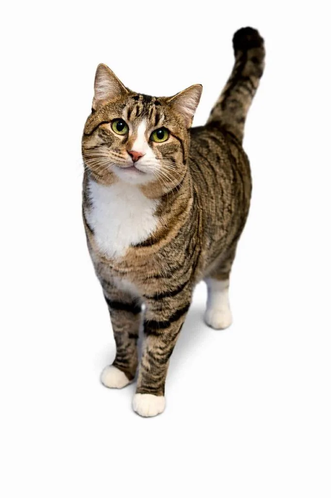 An adult small-sized female Domestic Short Hair cat named Momma for adoption in Gorham, ME