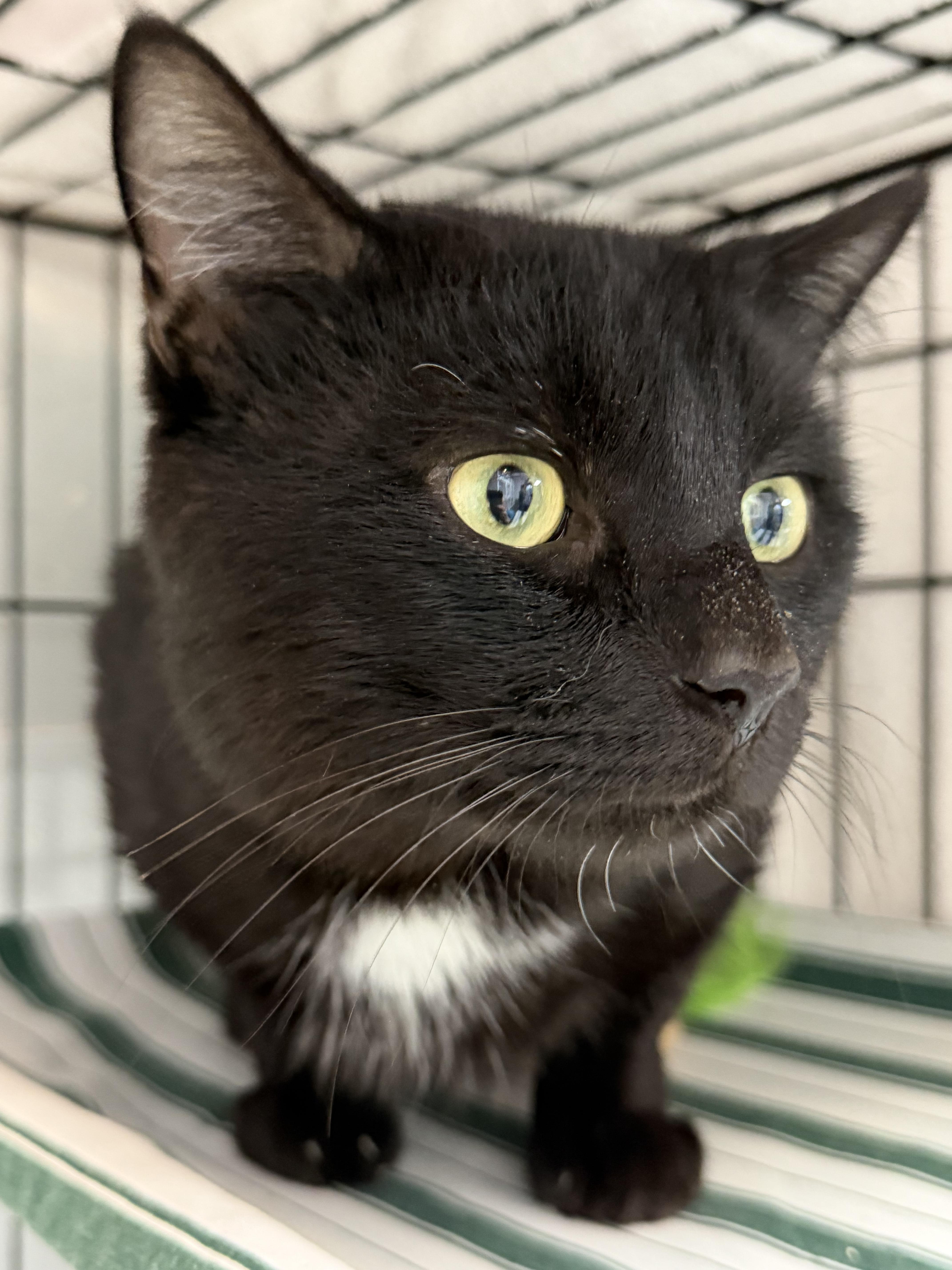 An adult medium-sized male Black Domestic Short Hair cat named Cheddar Bay Biscuit for adoption in Columbia, SC