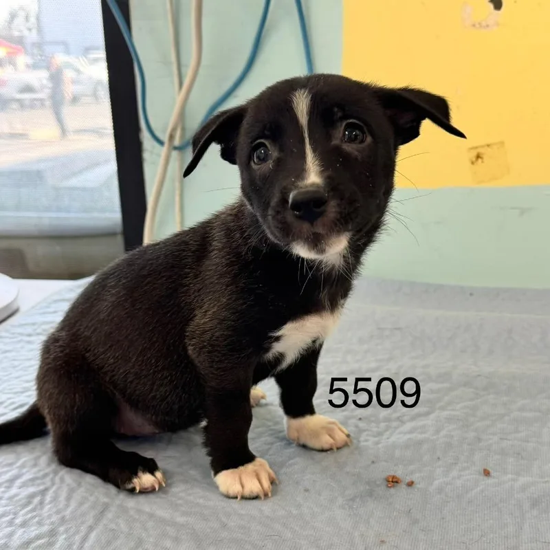 A baby small-sized female Border Collie dog named Violet Sorrengail for adoption in Chico, CA