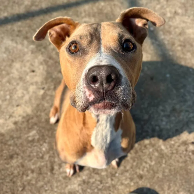 An adult medium-sized female Yellow / Tan / Blond / Fawn Mixed Breed dog named Ladybug for adoption in Huntsville, AL