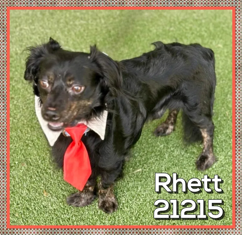 Rhett thumbnail 2