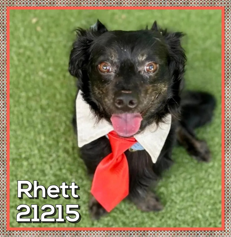 Rhett thumbnail 3