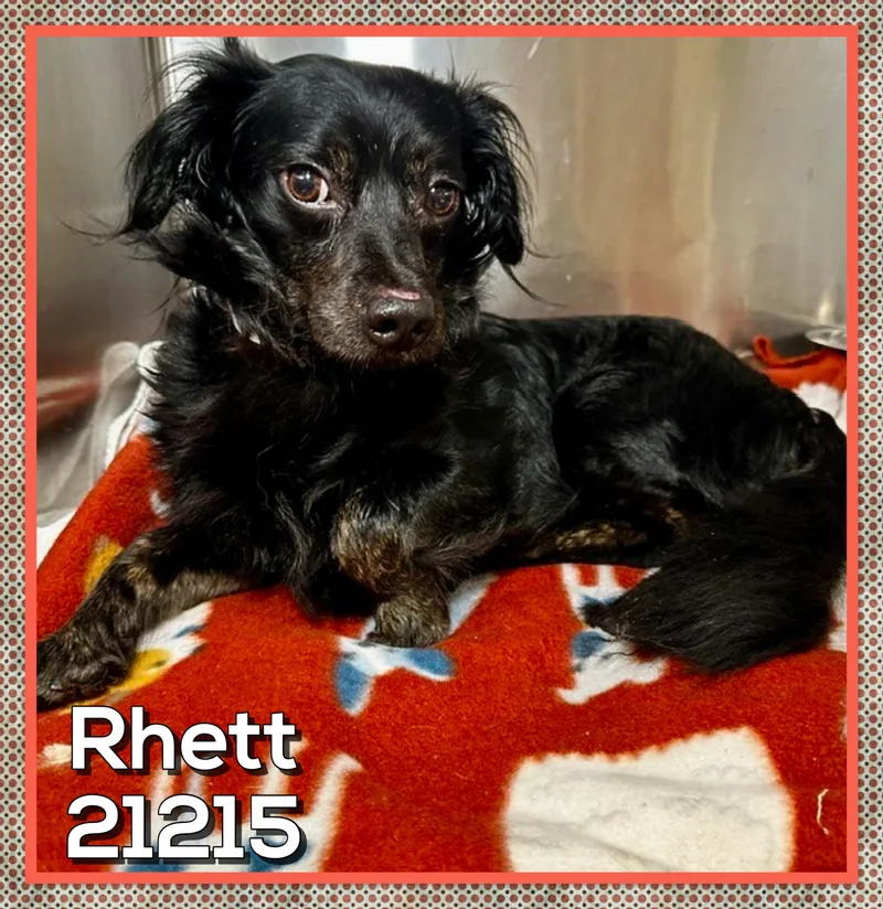 Rhett thumbnail 4