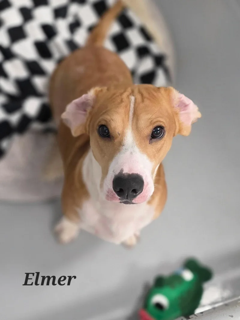 An adult medium-sized male Beagle dog named Elmer for adoption in Brookville, OH