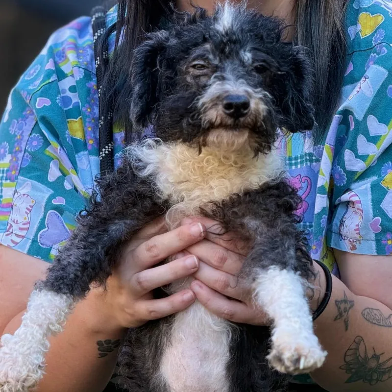An adult small-sized male Black Standard Poodle dog named Domino for adoption in Birmingham, AL