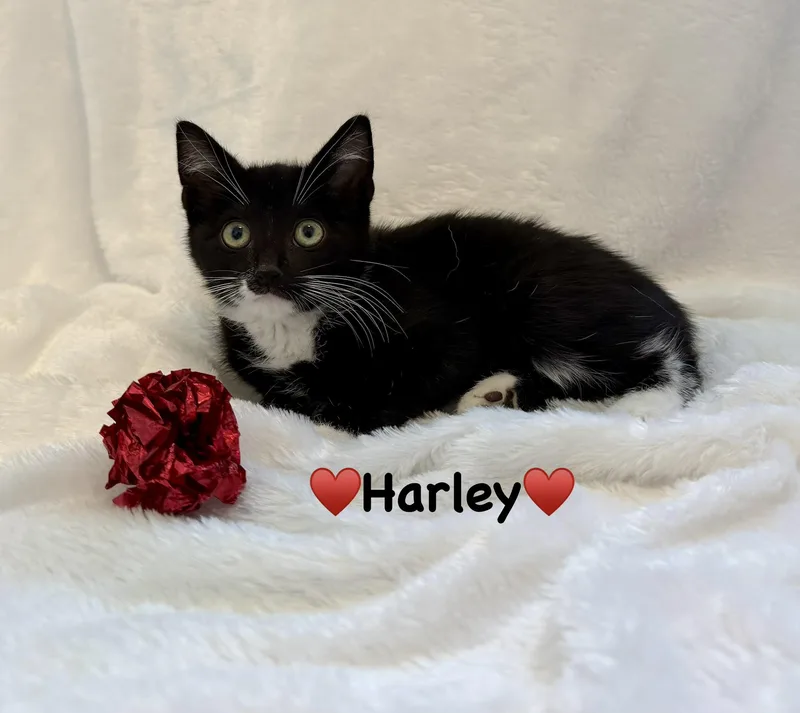 A baby medium-sized female Black & White / Tuxedo Domestic Short Hair cat named Harley for adoption in Copley, OH