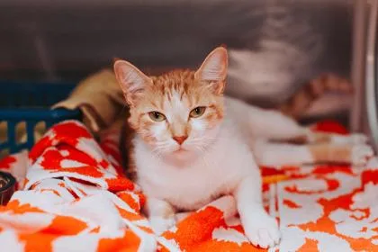 An adult small-sized female Domestic Short Hair cat named a Carla for adoption in North Charleston, SC