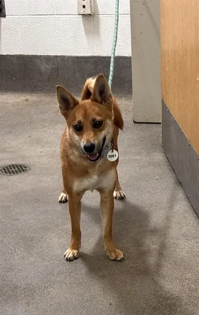 A young small-sized female Shiba Inu dog named Lida for adoption in Upper Marlboro, MD