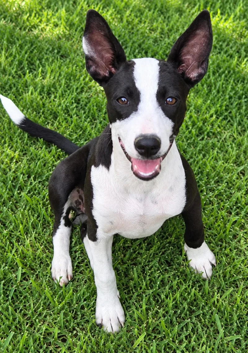 A baby medium-sized female Rat Terrier dog named Olivia for adoption in Holly Springs, MS