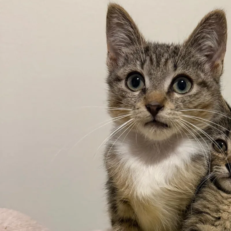 A baby small-sized female Brown / Chocolate Domestic Medium Hair cat named Chicken teryaki for adoption in Long Beach, CA