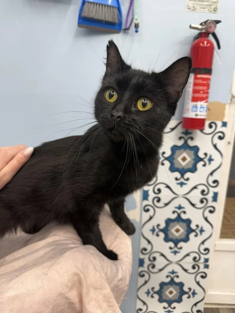 An adult medium-sized female Black Domestic Short Hair cat named Runa for adoption in West Mifflin, PA