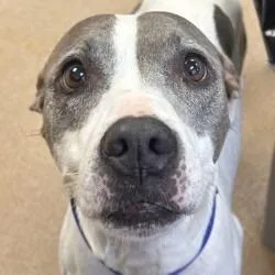A senior medium-sized female Pit Bull Terrier dog named Patches for adoption in Brenham, TX