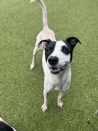 An adult medium-sized male Mixed Breed dog named Kobe for adoption in Atlanta, GA
