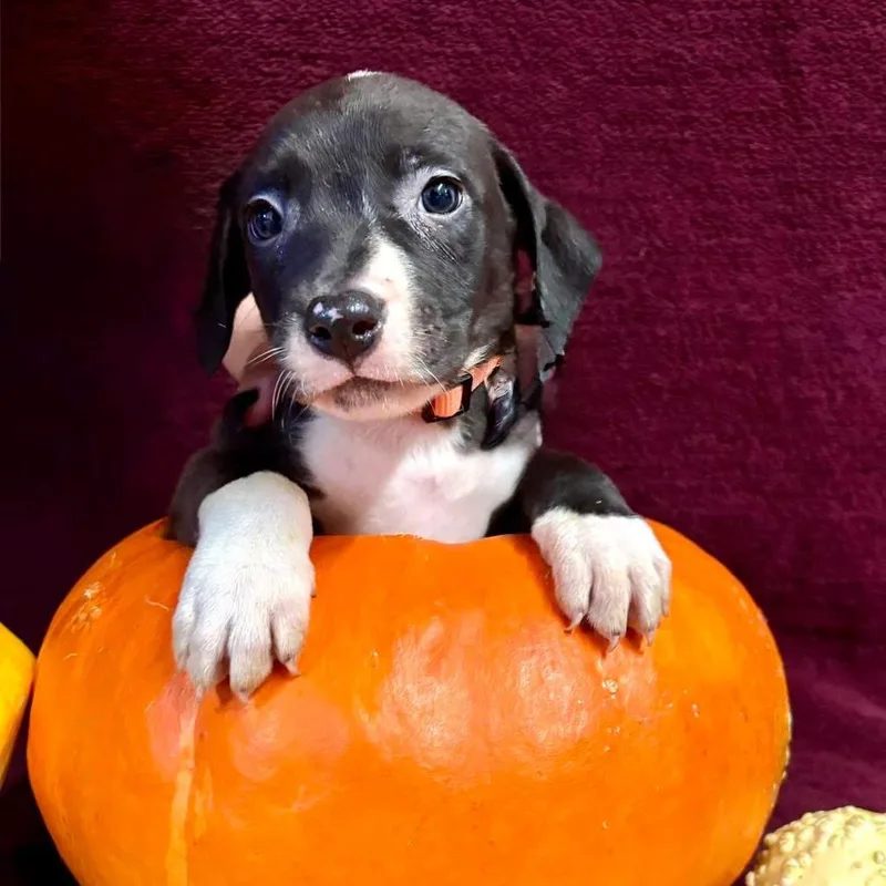 A baby small-sized male Pit Bull Terrier dog named Louie for adoption in Fulton, MO
