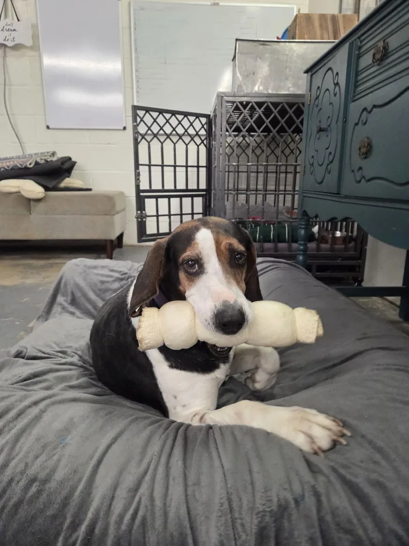 Blueberries thumbnail 2