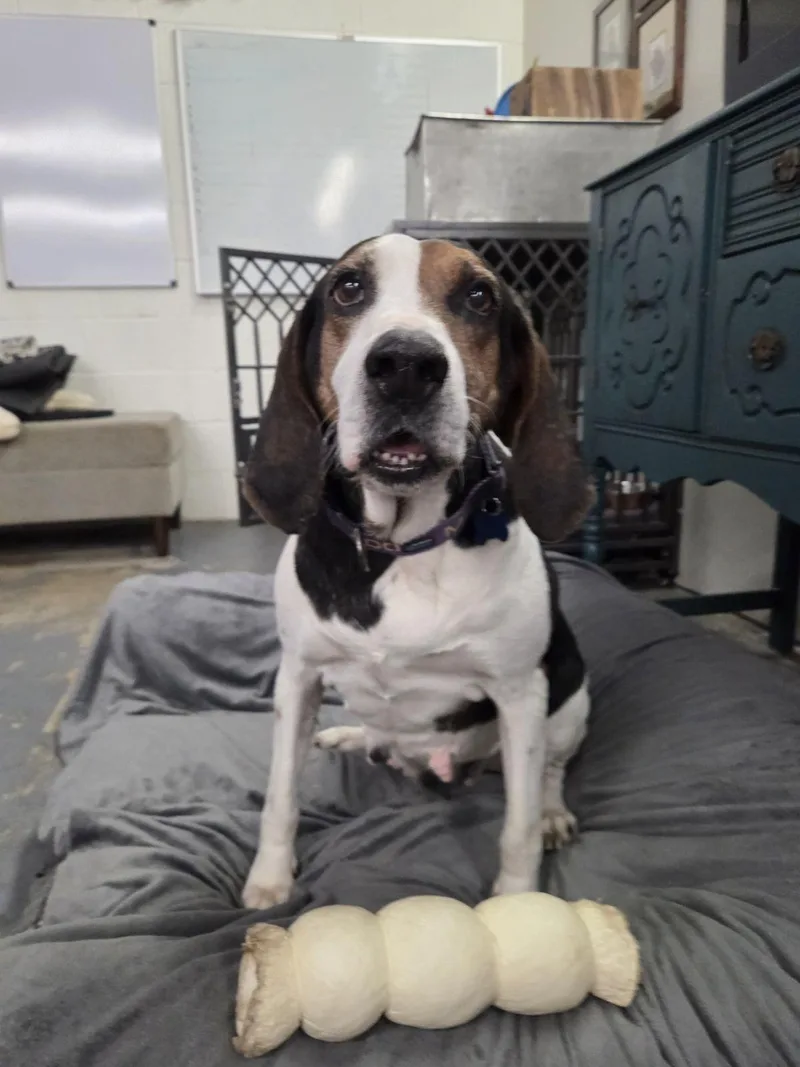 Blueberries thumbnail 4