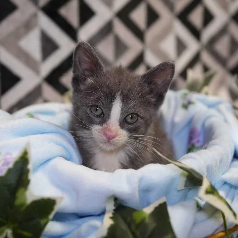 A baby small-sized male Domestic Short Hair cat named Lucas for adoption in Wheaton, IL