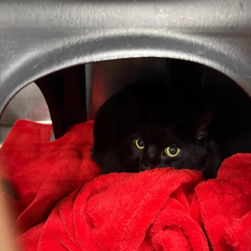 Suki