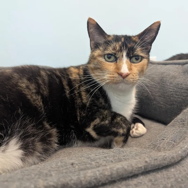 A senior small-sized female Orange / Red Domestic Short Hair cat named Callie for adoption in Winchester, TN
