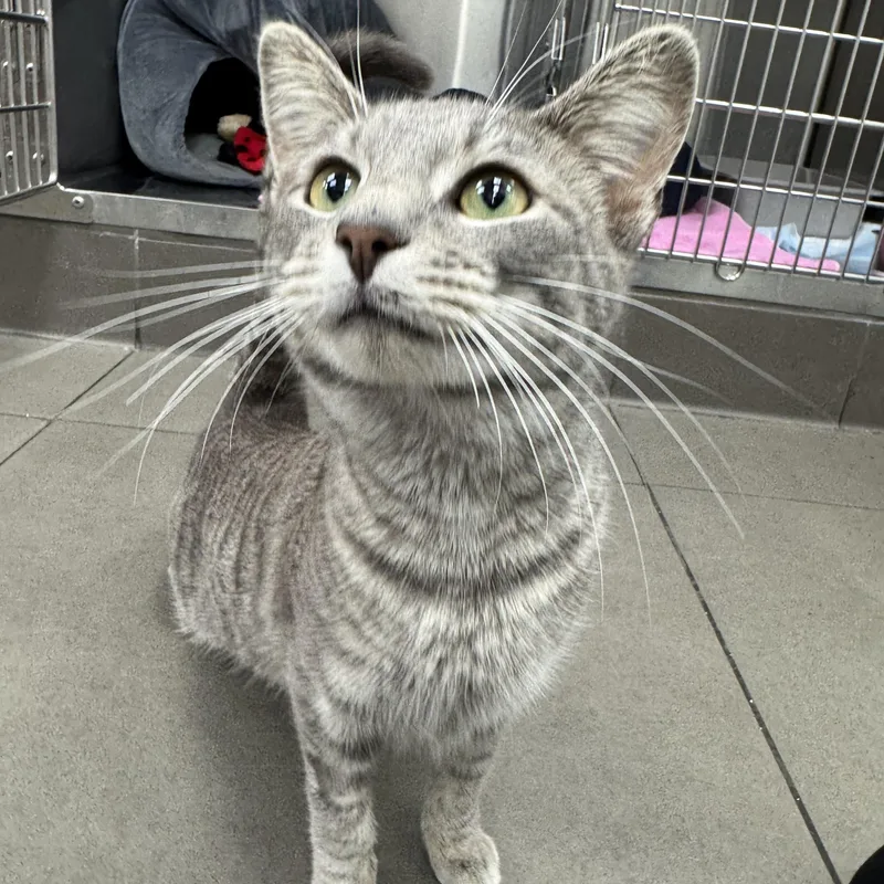 A young medium-sized female Tabby (Gray / Blue / Silver) Domestic Short Hair cat named Mio for adoption in New York, NY