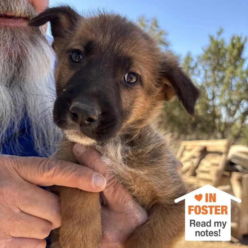 A baby medium-sized male Sable German Shepherd Dog dog named Nevis for adoption in Kanab, UT