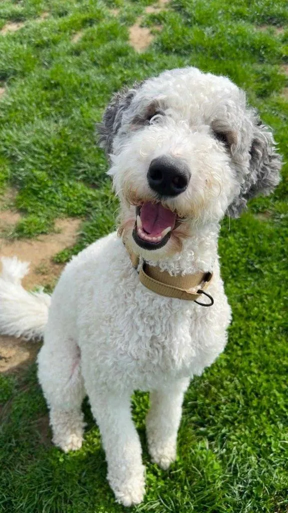 A young medium-sized female Poodle dog named Maisy for adoption in New Kensington, PA
